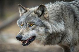 2026/07/California-wolves-cattle.jpg