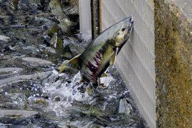2026/07/Salmon-hatchery-noise.jpg