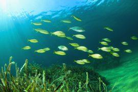 2026/07/Seagrass-meadows-seafood.jpg