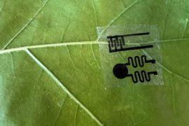 2026/07/Plant-wearable-sensor.jpg