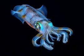 2026/07/Squid-brains.jpg