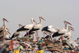 Group,Of,White,Stork,In,The,Garbage,,Ciconia,Ciconia