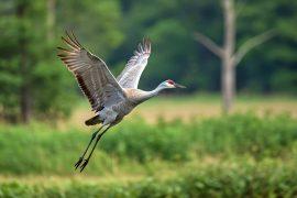 Sandhill,Cranes,Flying,,Over,A,Lake,In,Sacramento,,California,,With