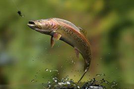 Trout,Fish,In,River,Jumped,For,Bait,Sport,Fishing