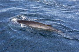 2026/07/Fin-whales-feed.jpg