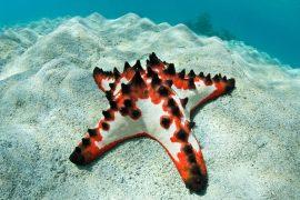 2026/07/Sea-star-skeleton-.jpg