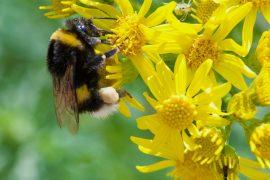 2026/07/Bumblebee-toxic-metals.jpg