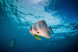 2026/07/Marine-animals-shrinking.jpg