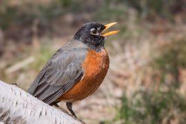Close,Up,American,Robin,(turdus,Migratorius),Perched,On,Birch,Tree