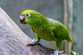 2026/07/Rescued-parrots.jpg