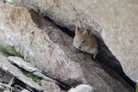 Bolivian,Big-eared,Mouse,(auliscomys,Boliviensis).,Las,Cuevas.,Lauca,National,Park.
