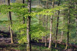 2026/07/Dying-trees-Europe.jpg