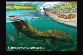 2026/07/Limnospondylus-ajimuensis.jpg