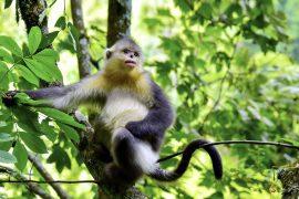 Yunnan,Snub-nose,Monkey