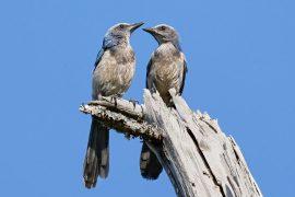 2026/07/Bird-mating-pairs.jpg