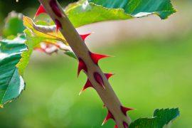 Rose,Thorns