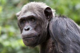 2026/07/World-Chimpanzee-Day.jpg