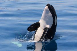 2026/07/World-Orca-Day.jpg