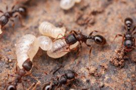 Ant,Workers,Inside,The,Nest,Take,Care,Of,The,Larvae