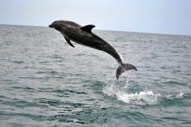 2026/07/Japan-dolphins.jpg