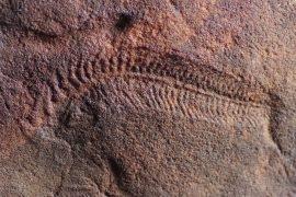 2026/07/Spriggina-floundersi-fossils.jpg