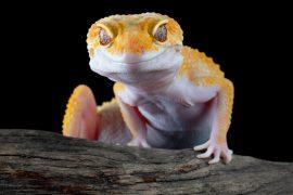 2026/07/Gecko-cancer.jpg