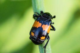 2026/07/Heat-stress-beetles.jpg