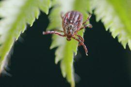 2026/07/tick-borne-viruses.jpg