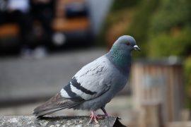 2026/07/Pigeon.jpg