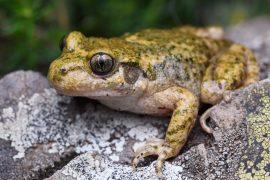 2026/07/Deadly-toad-fungus-.jpg