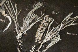 2026/07/paleontologists-make-o-4.jpg