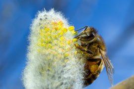 2026/07/Honeybee-smell.jpg
