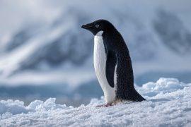 2026/07/Penguin-prey.jpg