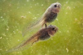 2026/07/Tadpole-rising-temperatures.jpg