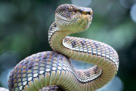 2026/07/World-Snake-Day.jpg