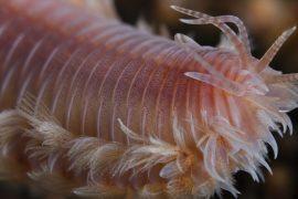 Extreme,Macro,Close-up,Of,A,Marine,Polychaete,Bristle,Worm,Crawling
