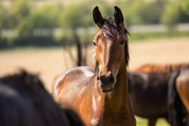 Young,Warmblood,Horses,Standing,Alert,On,Sunny,Pasture,With,Resting