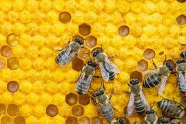 Bees,On,A,Wax,Comb,With,Bee,Larvae,And,Honey