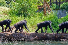 Chimpanzee,Walk,Cross,River