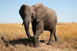 2026/07/Elephant-vibrations.jpg