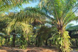 2026/07/China-palm-oil.jpg