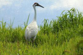 2026/07/endangered-species-protections.jpg