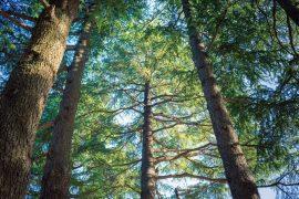 2026/07/Himalayan-forest-carbon.jpg