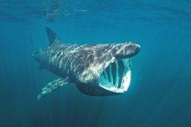 Basking,Shark,,Cetorhinus,Maximus,,Coll,Island,,Scotland