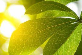 Sunlight,Through,The,Beautiful,Leaves,In,The,Morning,Makes,The