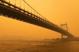 2026/07/Wildfire-smoke-birds-.jpg