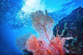2026/07/Coral-reefs-human-activity.jpg