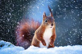 2026/07/Winter-genetic-switch.jpg