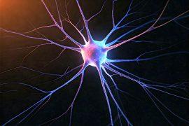 2026/07/neuron-specialist.jpg