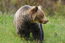 2026/07/grizzly-bears-moths.jpg